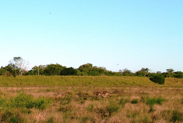 Kangaroos near Bundaberg